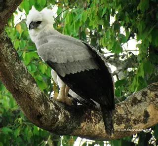 Harpy Eagle Facts For Kids - Harpy Eagle Diet & Behavior