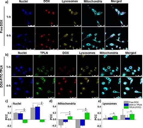 Confocal Microscopic Images Of In Vitro Cellular Uptake Of Free Dox A