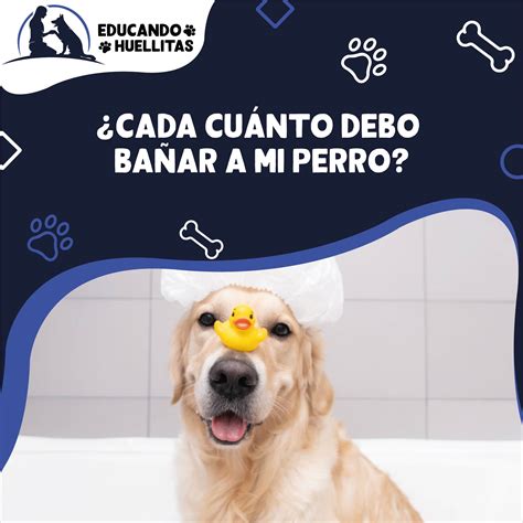 Cada Cuanto Debo Ba Ar A Mi Perro Educando Huellitas