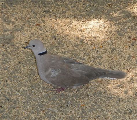 16 Birds Found In Negros Occidental The Worlds Rarest Birds