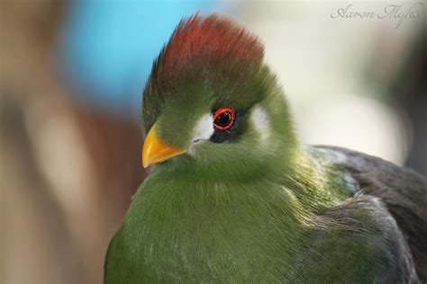 beautiful brid  aaron myke  deviantart