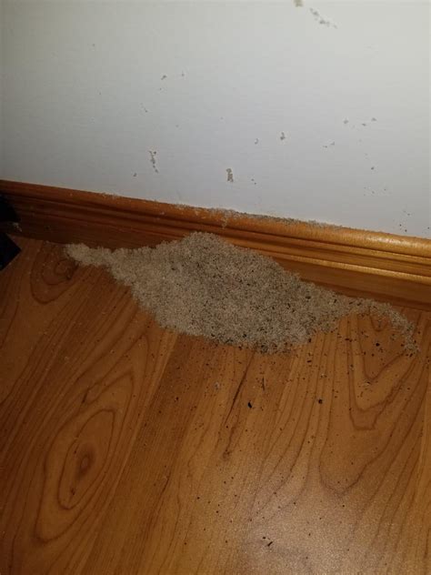 Can Carpenter Ants Cause Damage This Quickly This Pile Was Not Here