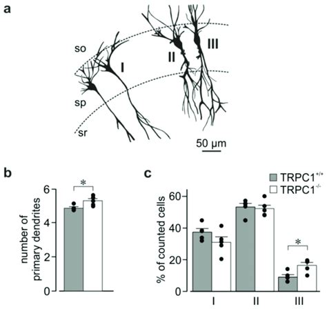 Major Dendrite Morphology In Ca1 Neurons From Trpc1 And Trpc1 −−