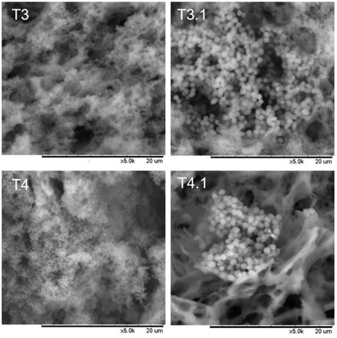 Scanning electron microscopy images of treatments 3 and 4 on days 2 and ... 