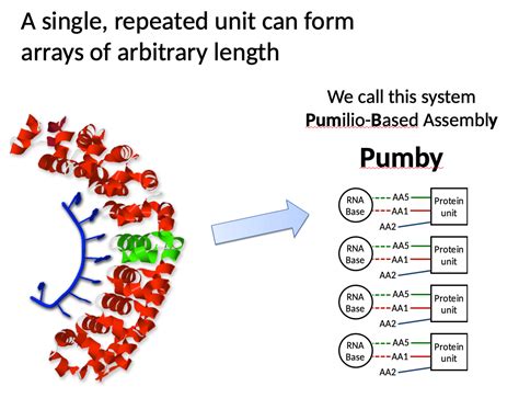 Programmable Rna Binding Proteins