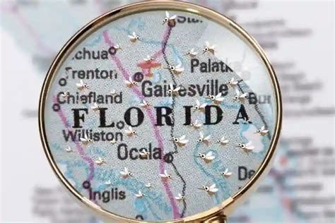 When are Mosquitoes Most Active in Florida? Expert Answers