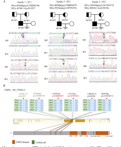 Figure From Novel Fsip Variants Induce Super Length Mitochondrial