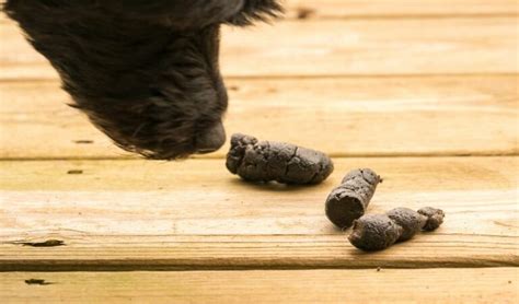 Mon Chiot Mange Ses Crottes Mais Pourquoi Mce