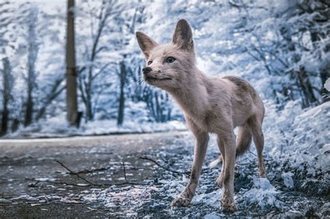 infrared, photography, Chernobyl, Ukraine, nature, landscape, trees, animals, fox HD Wallpaper