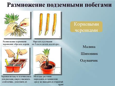 Размножение