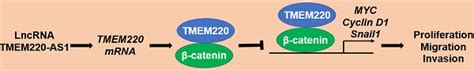 Lncrna Tmem As Suppresses Hepatocellular Carcinoma Cell