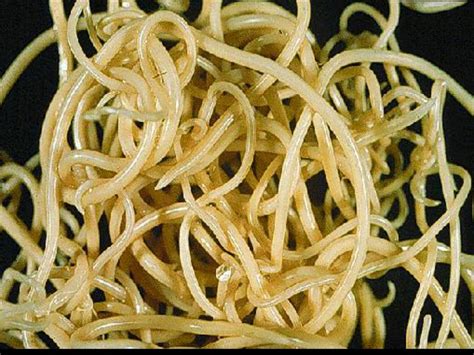 9_Nematoda