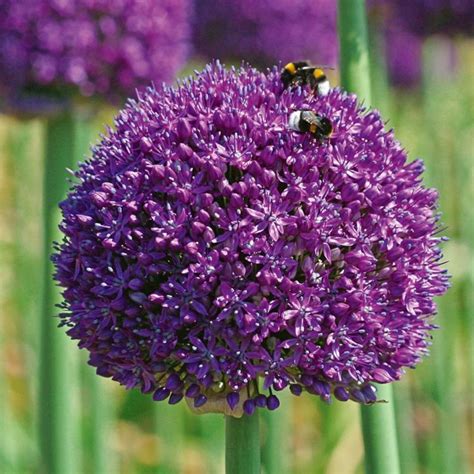 Czosnek Ambassador Allium Ambassador Szt Flowersbulbs Cebulki