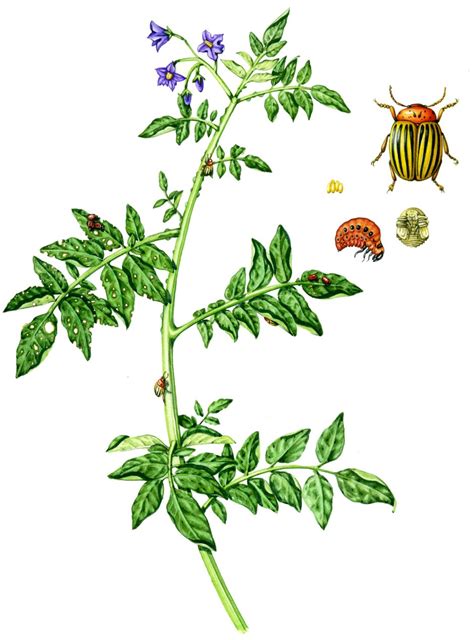 Potato Solanum Tuberosum With Colorado Beetle Leptinotarsa Decemlineata