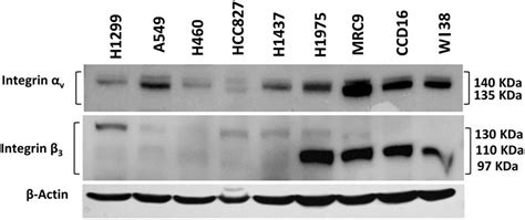 Baseline expression of integrin αvβ3 in a panel of lung cancer H1299