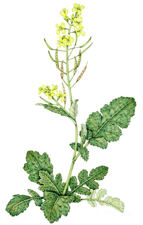 Indian Mustard Brassica Juncea Photograph By Lizzie Harper Science