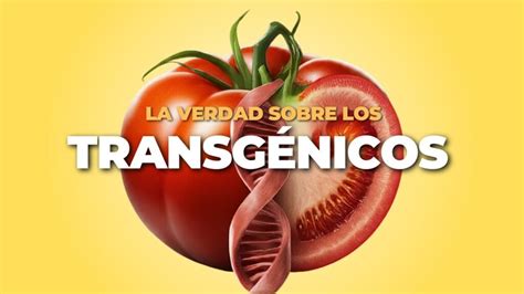 ¿cómo Dañan Los Alimentos Transgénicos A La Salud Descubre Los Peligros De Los Alimentos