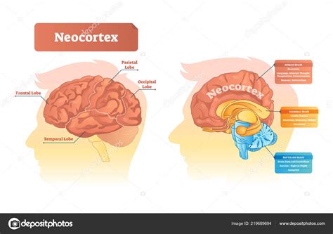 Ilustraci N Vectorial Del Neoc Rtex Diagrama Etiquetado Con Ubicaci N