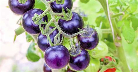 GMO Purple Tomatoes With Snapdragon DNA Are Now Available Organically