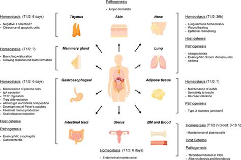 Schematic Overview Of The Multiple Function Of Eosinophils In The Download Scientific Diagram