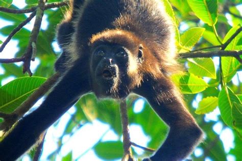 Lake Gatun Wildlife Tour From Panama City