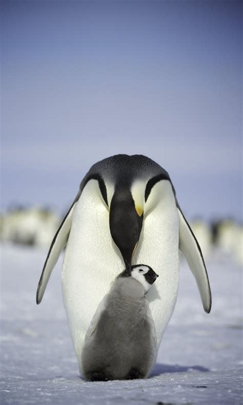 Emperor Penguins Antarctic Logistics And Expeditions