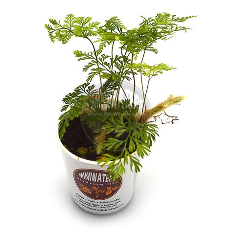 Humata Tyermanii White Rabbits Foot Fern Shop Miniwatersfish