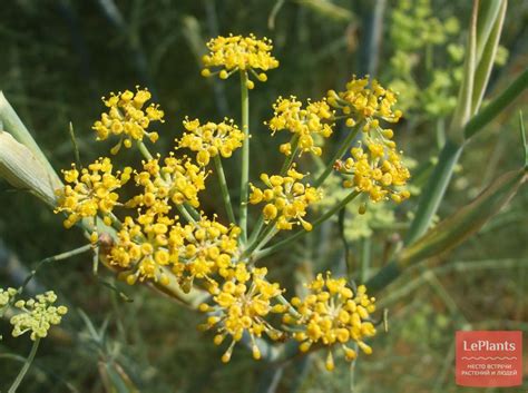 Фенхель обыкновенный (Foeniculum vulgare) — описание, выращивание, фото ...