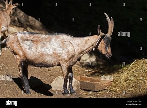 Goat With Horn Hi Res Stock Photography And Images Alamy