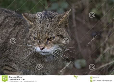 Scottish wildcat portrait stock photo. Image of hunting - 103010368