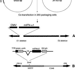 Schematic Representation Of The Different Adenoviral Vectors Used In