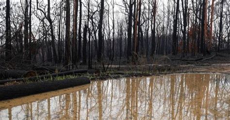 Tutti Gli Incendi In Australia Sono Ufficialmente Domati Grazie Ad Una