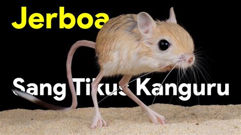 Jerboa Hewan Pengerat Yang Mirip Tikus Dan Kanguru Youtube