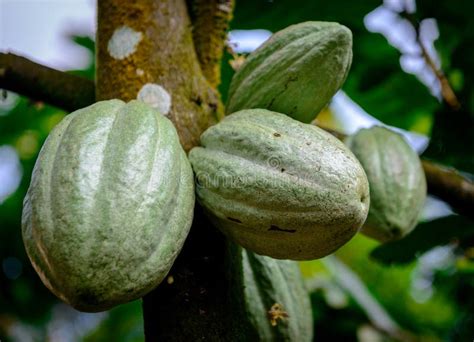 Cosses De Cacao De Cacao Sur La Branche D Arbre Image Stock Image Du