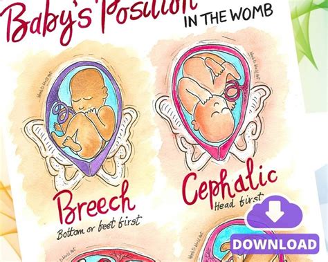 Fetal Baby Womb Positions A3 Printout Download PDF Pregnancy - Etsy