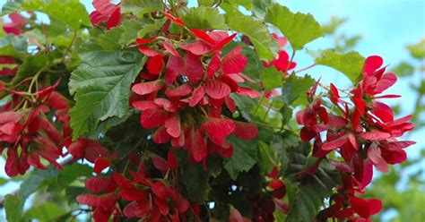 Serenity In The Garden Hot Wings Tatarian Maple A Great Small Tree