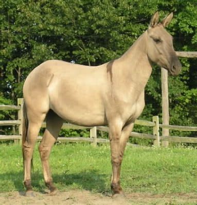 57 Mule & Donkey Colors & Markings ideas | horses, zorse, mules