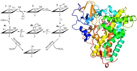 Cytochrome P450 – Welcome to the Poulos Lab