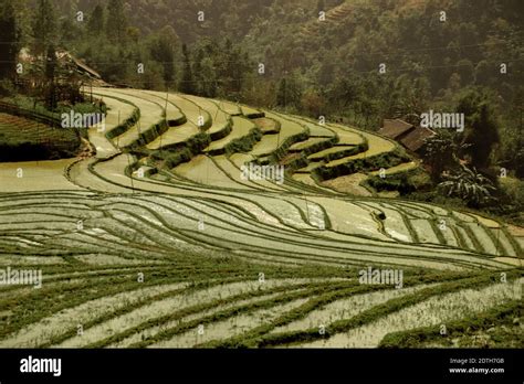 Beautiful scenic view of traditional terraced rice paddy in Sa pa ...