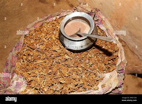 Nachani Finger Millet Ragi Paste Poaceae Gramineae At Hattaguda