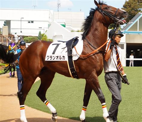 9月24日中山競馬⭐︎2歳新馬⭐︎グランオルカ 公式：黒澤ひかりのキラキラ日記～magic Kiss Lovers Only～