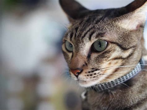 Outdoor Cats and Flea Collars: Do They Really Work? – FAQcats.com