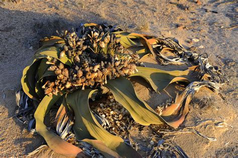 Welwitschia Mirabilis 9 Swakopmund Pictures Namibia In Global