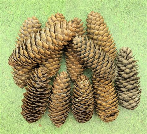 12 Natural SUGAR PINE CONES Free Shipping - Etsy