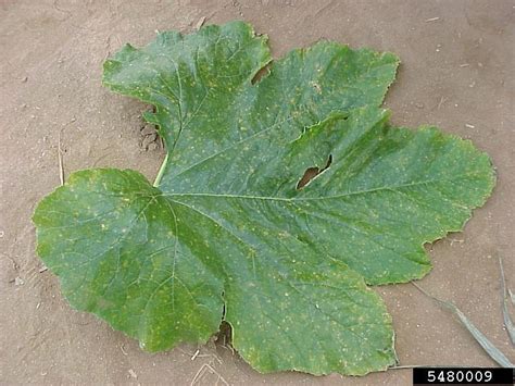 Squash | Diseases and Pests, Description, Uses, Propagation