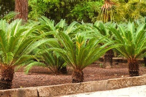 Jardin Tropical Avec Sagou Du Palmier Japonais Cycas Revoluta Photo