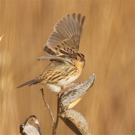 LeContes Sparrow American Bird Conservancy