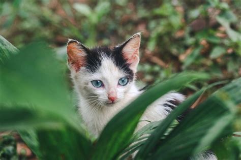 Explore Cats By Different Zodiac Signs And Their Unique Traitsdeluxe