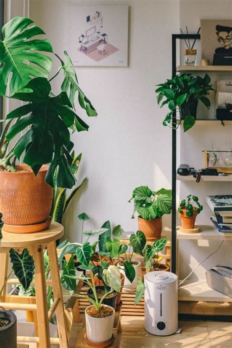 12 Popular House Plants For Your Home Growfully