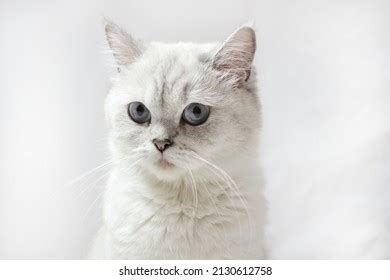 British Shorthair White Cat Blue Eyes Stock Photo 2130612758 | Shutterstock